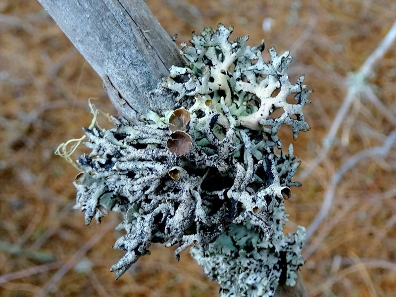 Imshaug's Tube Lichen photo 6