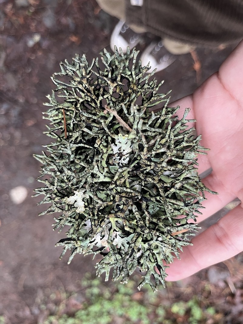 Imshaug's Tube Lichen photo 7