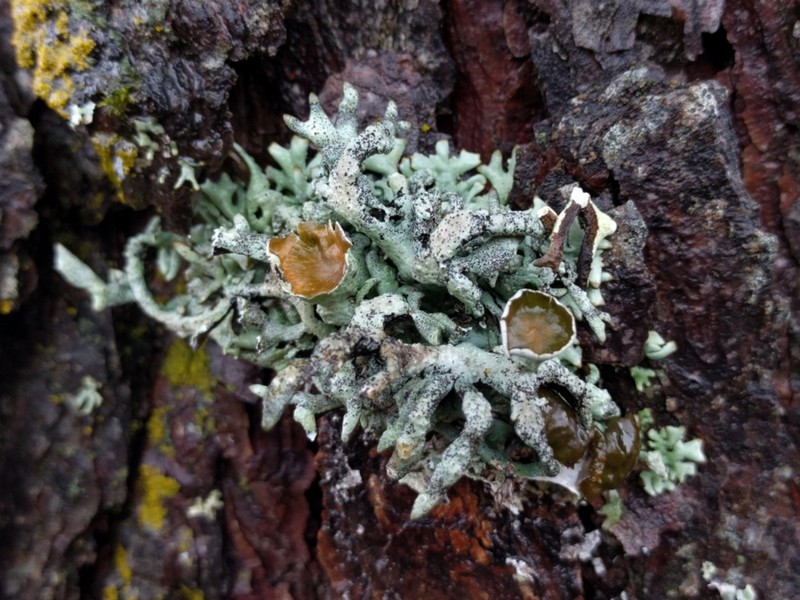 Imshaug's Tube Lichen photo 8