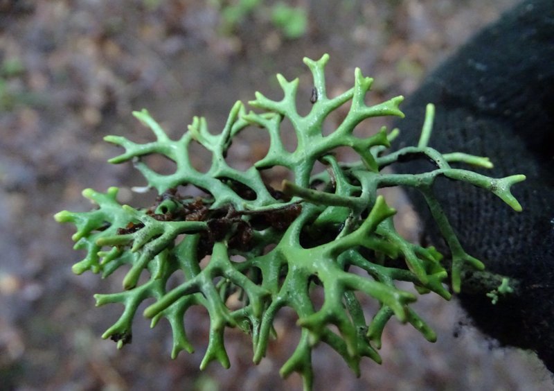 Inactive Tube Lichen