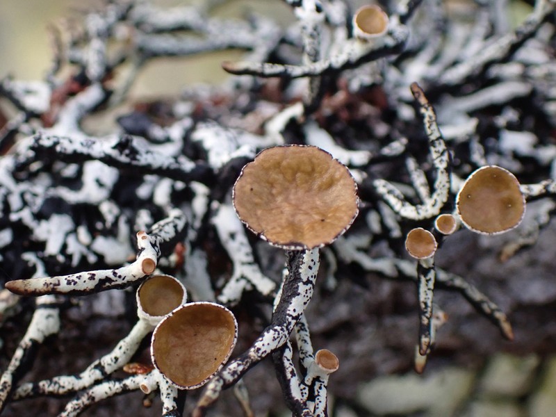 Inactive Tube Lichen