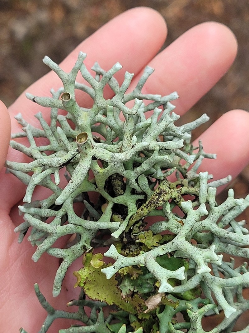 Inactive Tube Lichen photo 3