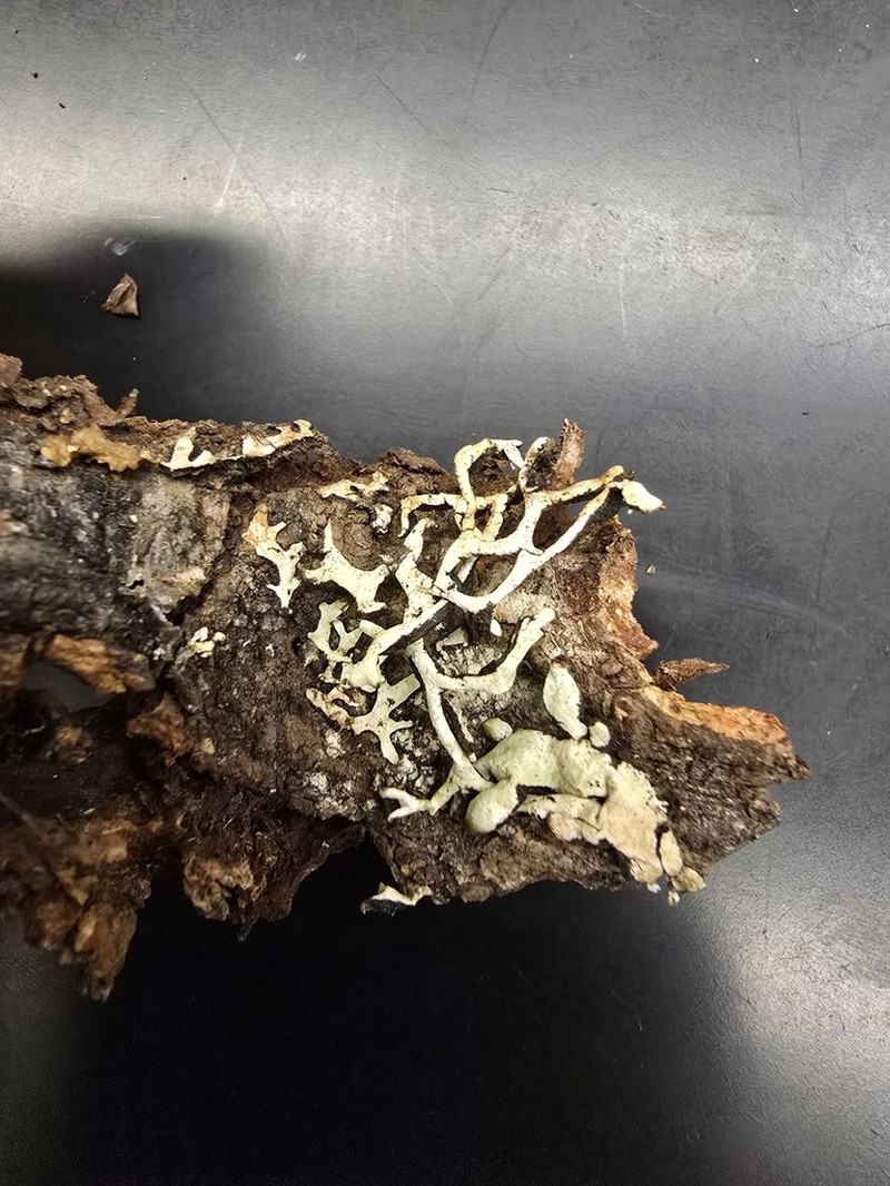 Inactive Tube Lichen photo 4