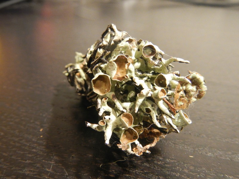Inactive Tube Lichen photo 5
