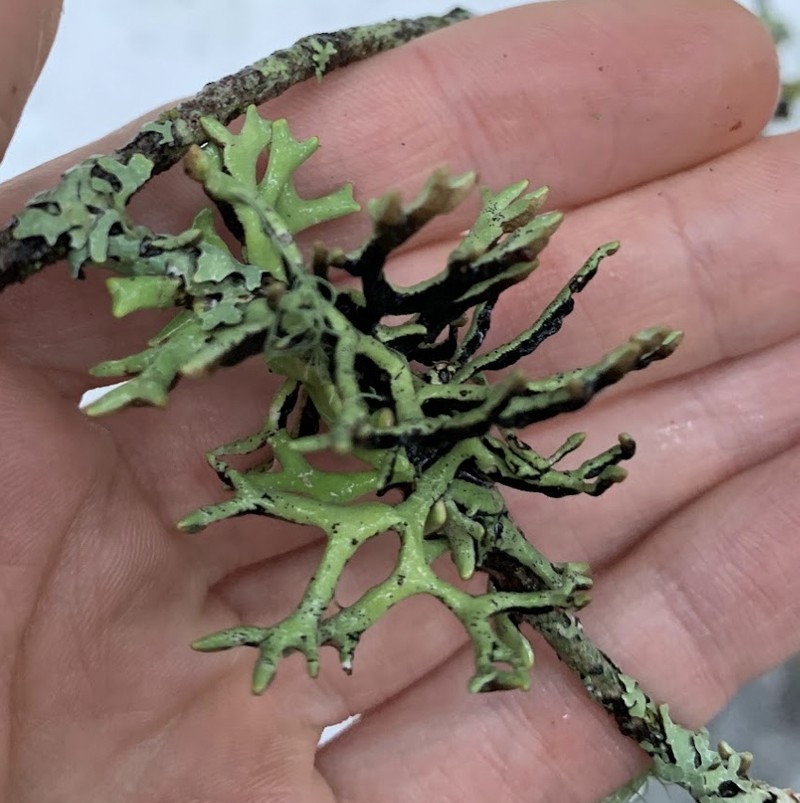 Inactive Tube Lichen photo 6