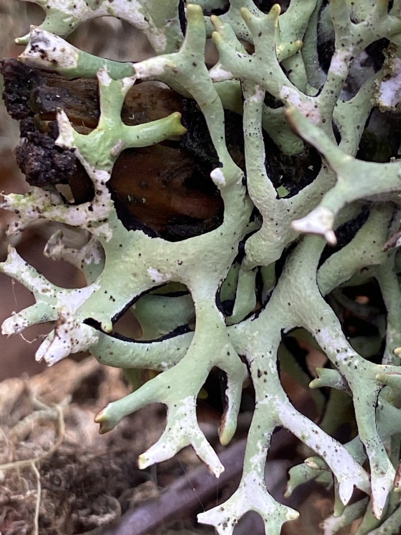 Inactive Tube Lichen photo 7