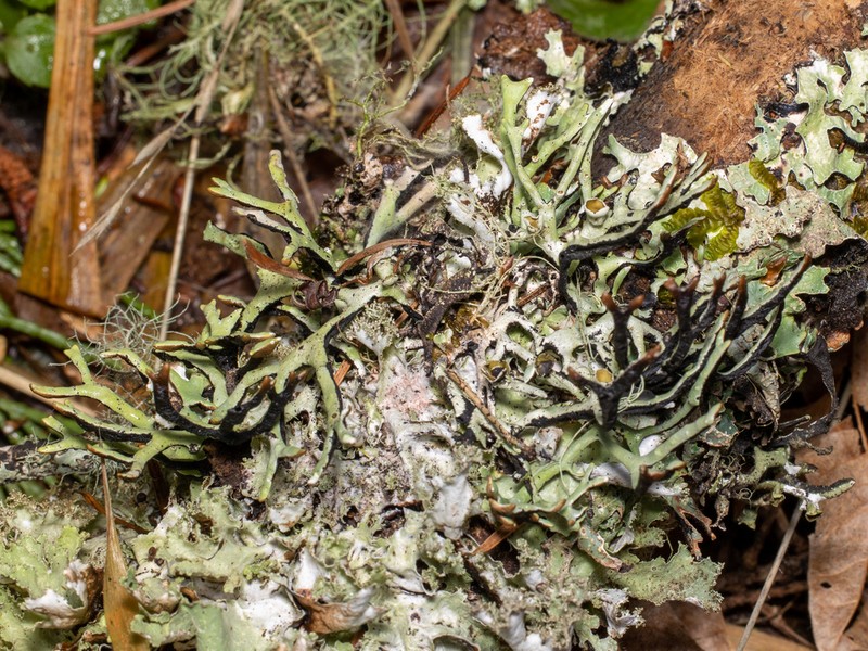 Inactive Tube Lichen photo 8