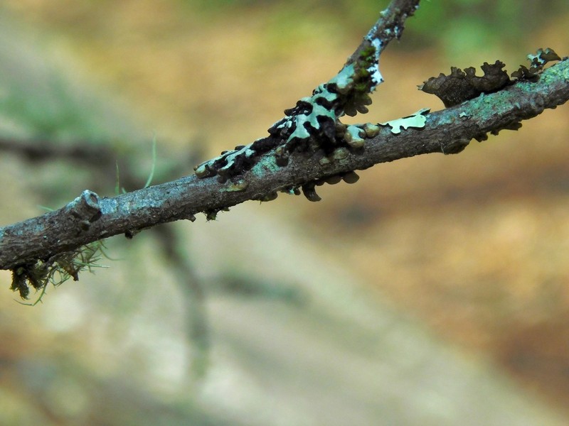 Krog's Tube Lichen