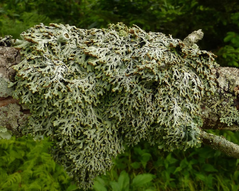 Krog's Tube Lichen photo 2