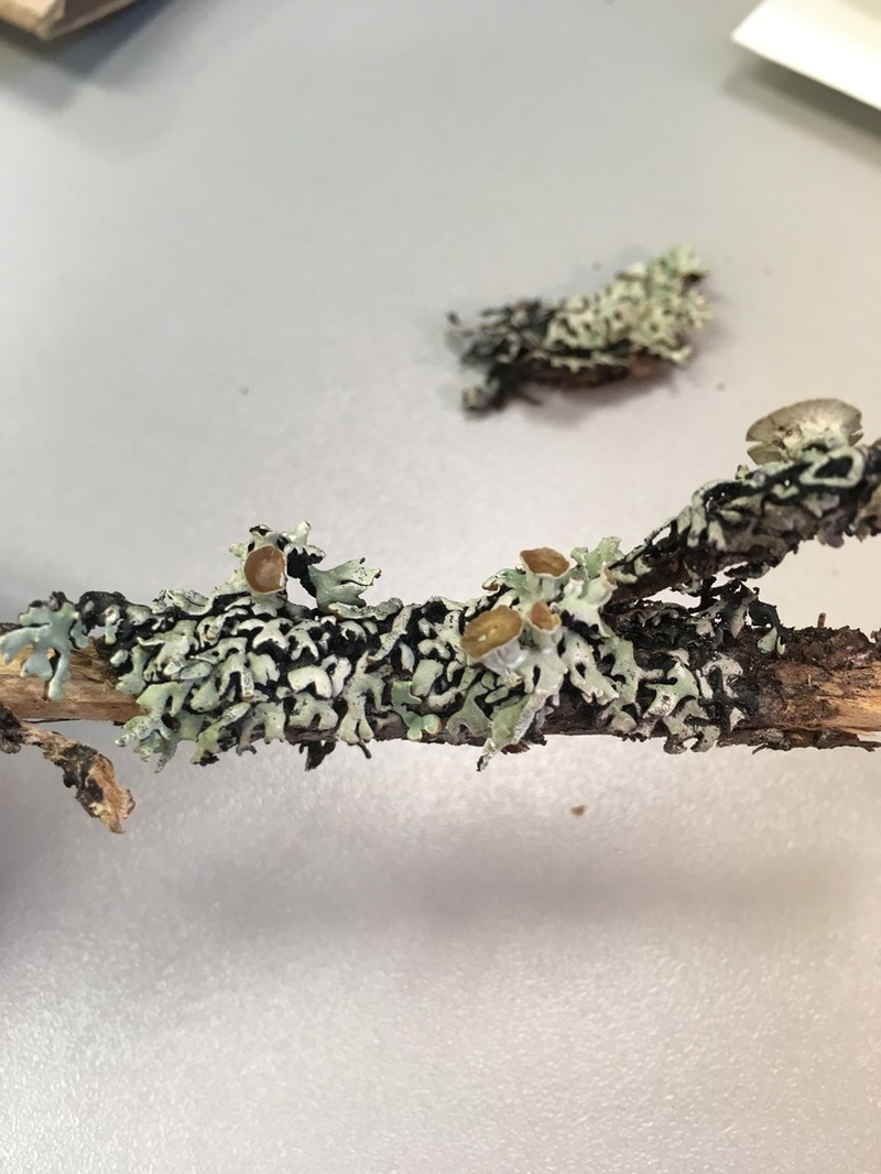 Krog's Tube Lichen photo 3