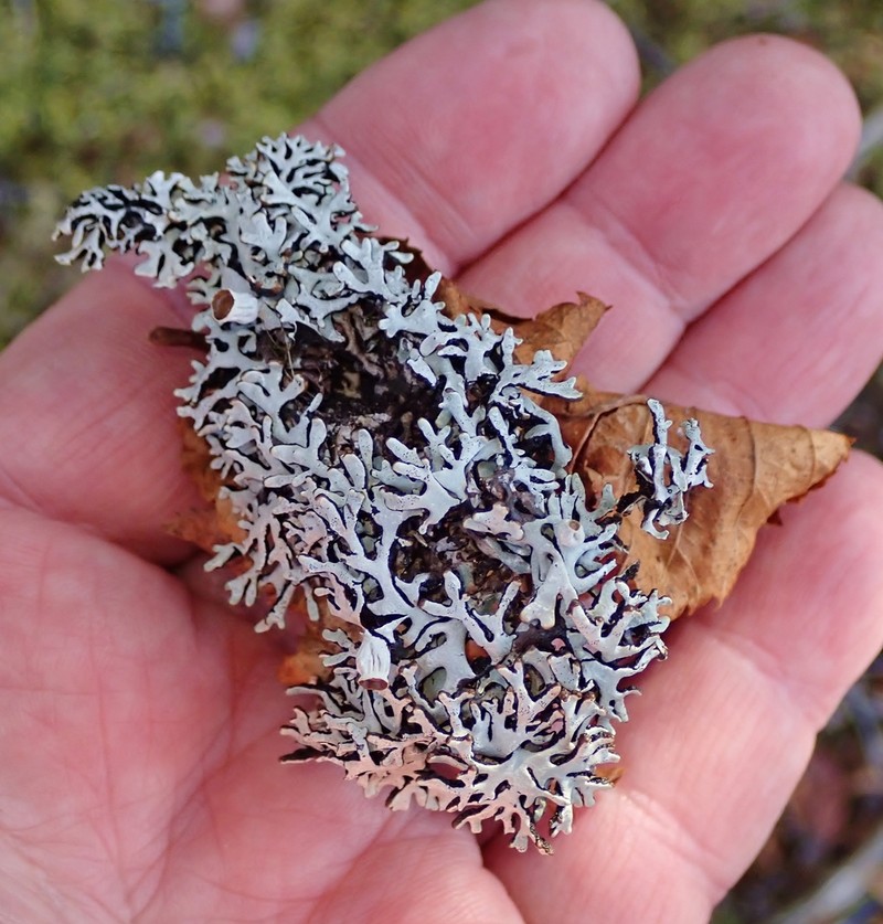 Krog's Tube Lichen photo 4