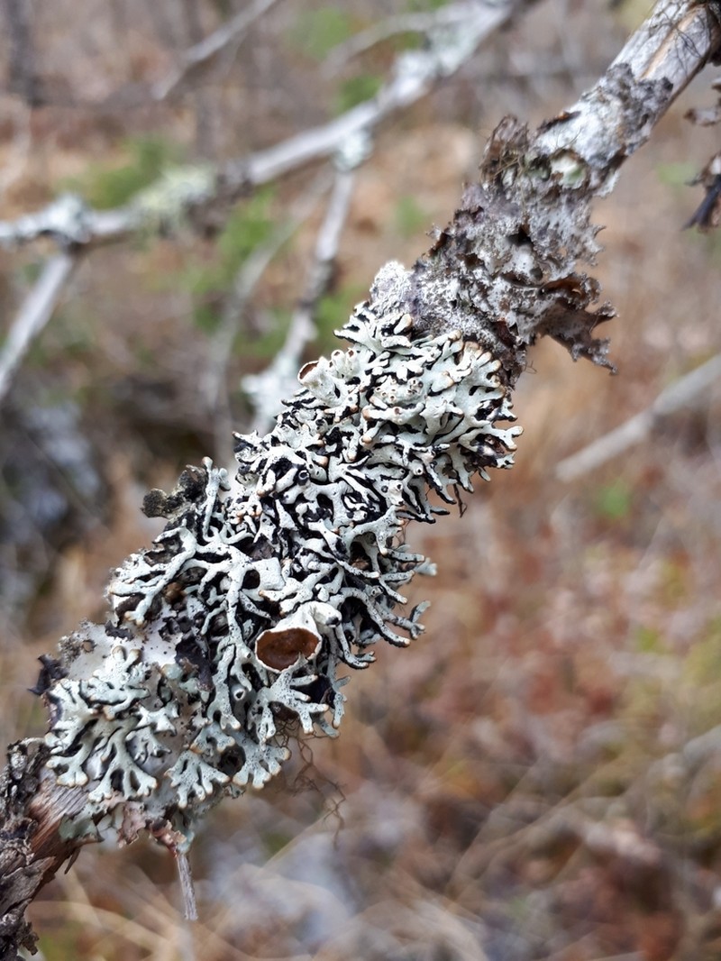 Krog's Tube Lichen photo 5