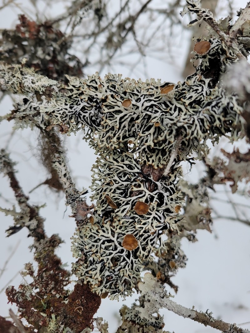 Krog's Tube Lichen photo 6