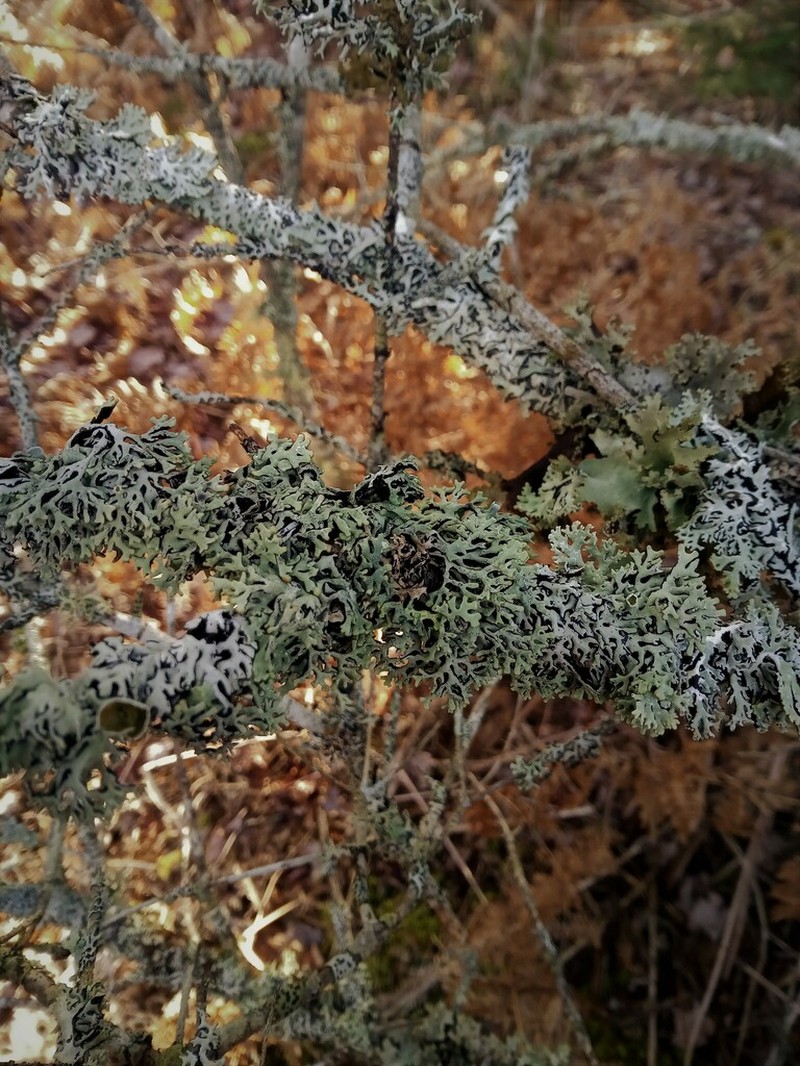 Krog's Tube Lichen photo 7
