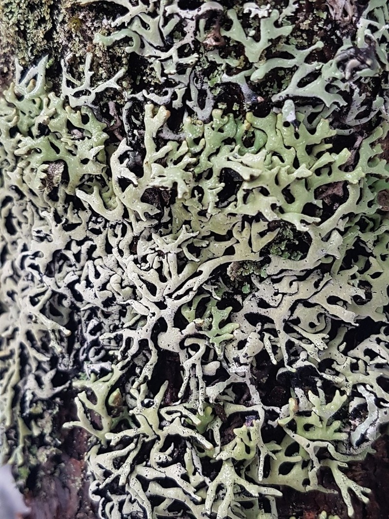 Krog's Tube Lichen photo 8
