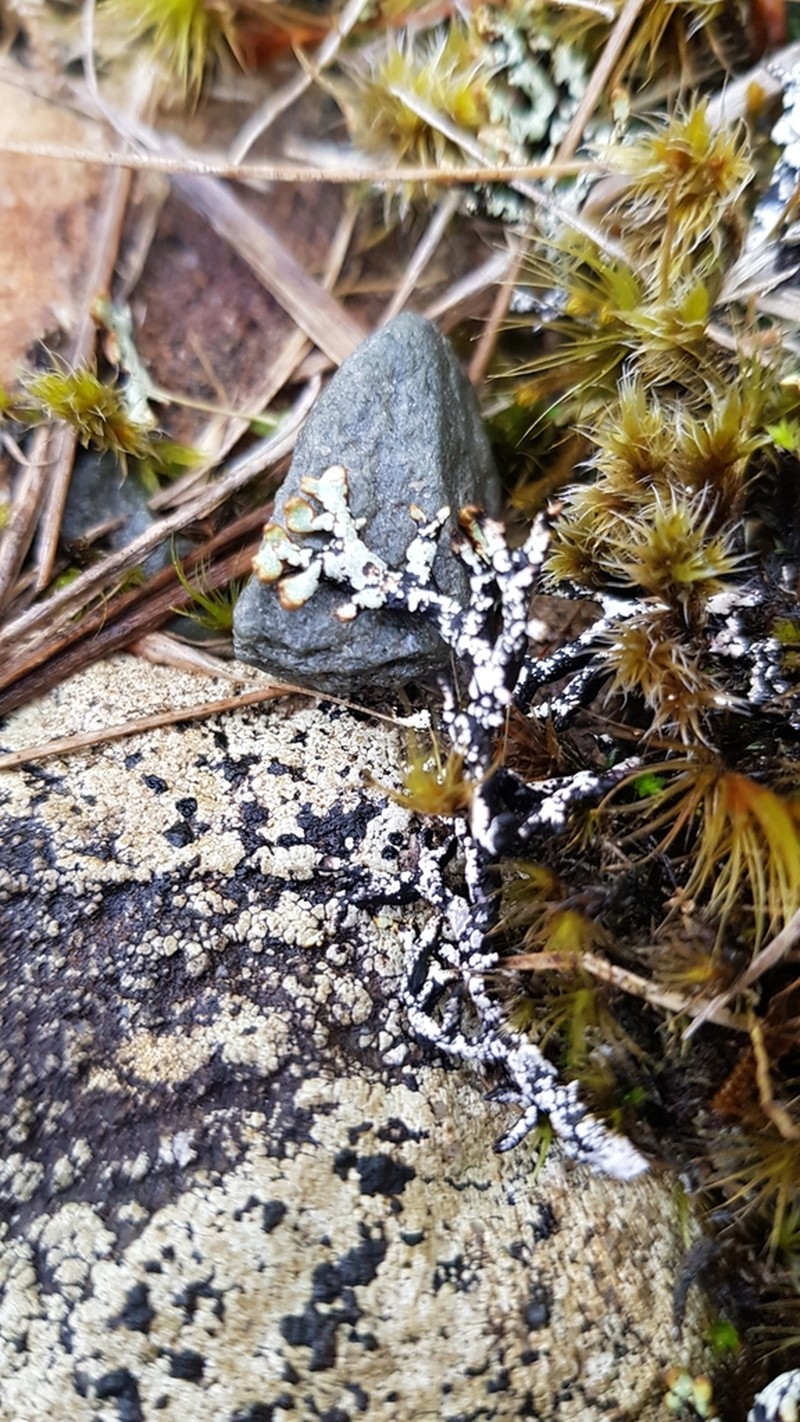 Tube Lichen