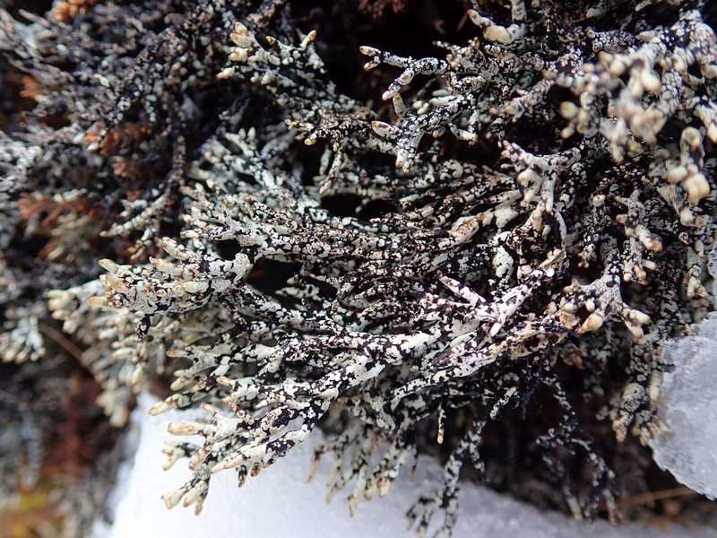 Tube Lichen photo 2