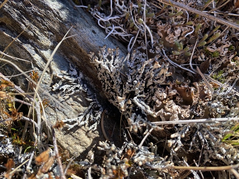 Tube Lichen photo 3