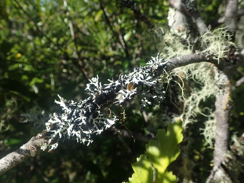 Tube Lichen photo 4
