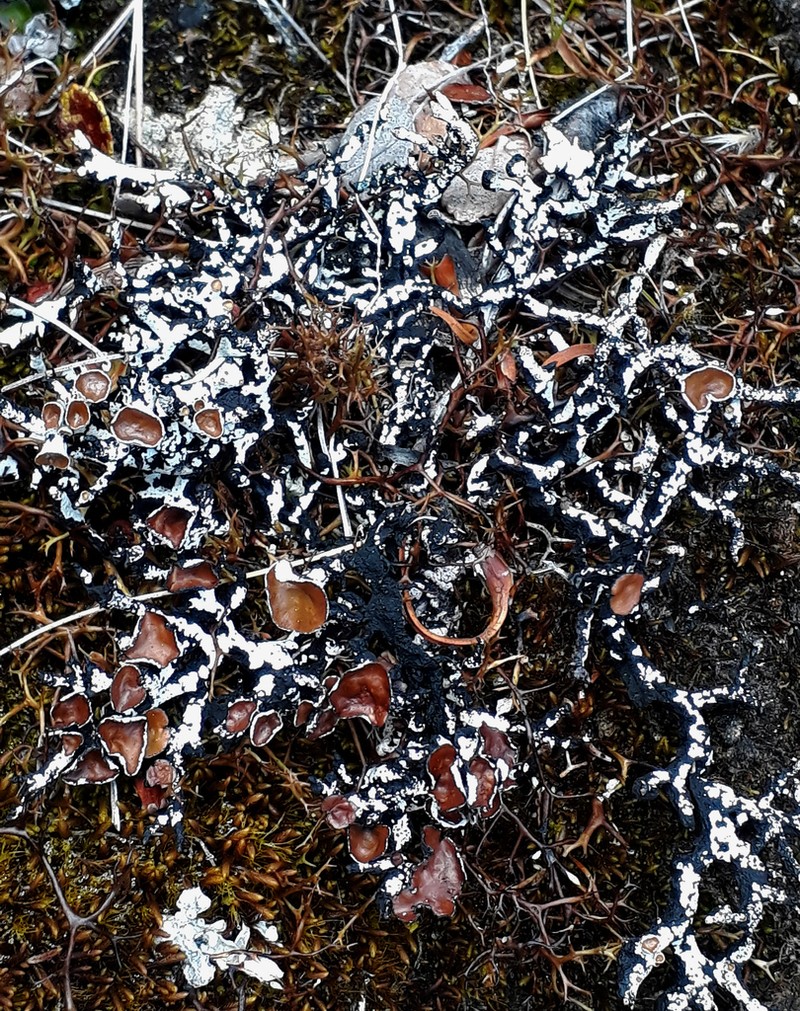 Tube Lichen photo 5