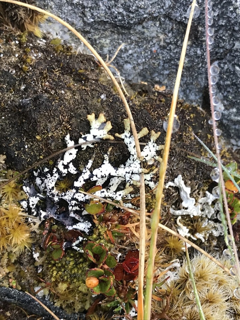 Tube Lichen photo 6