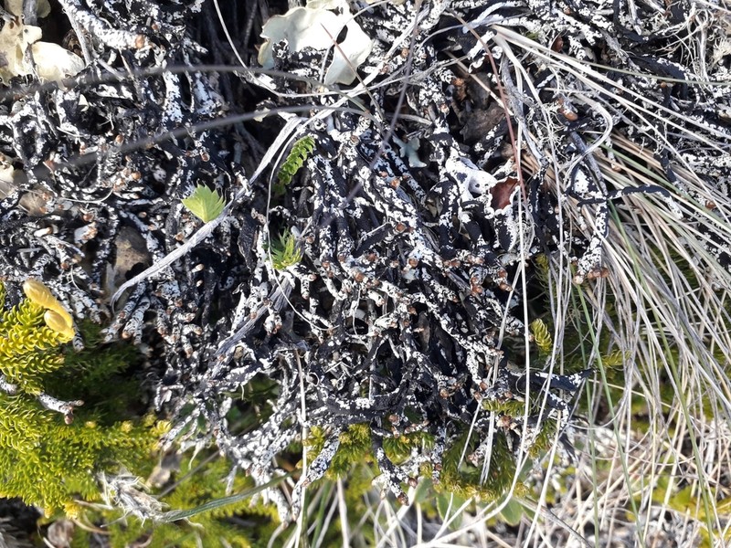 Tube Lichen photo 7