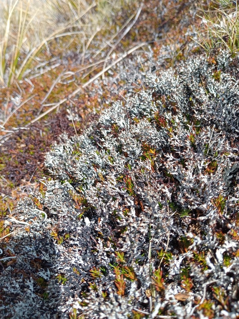 Tube Lichen photo 8