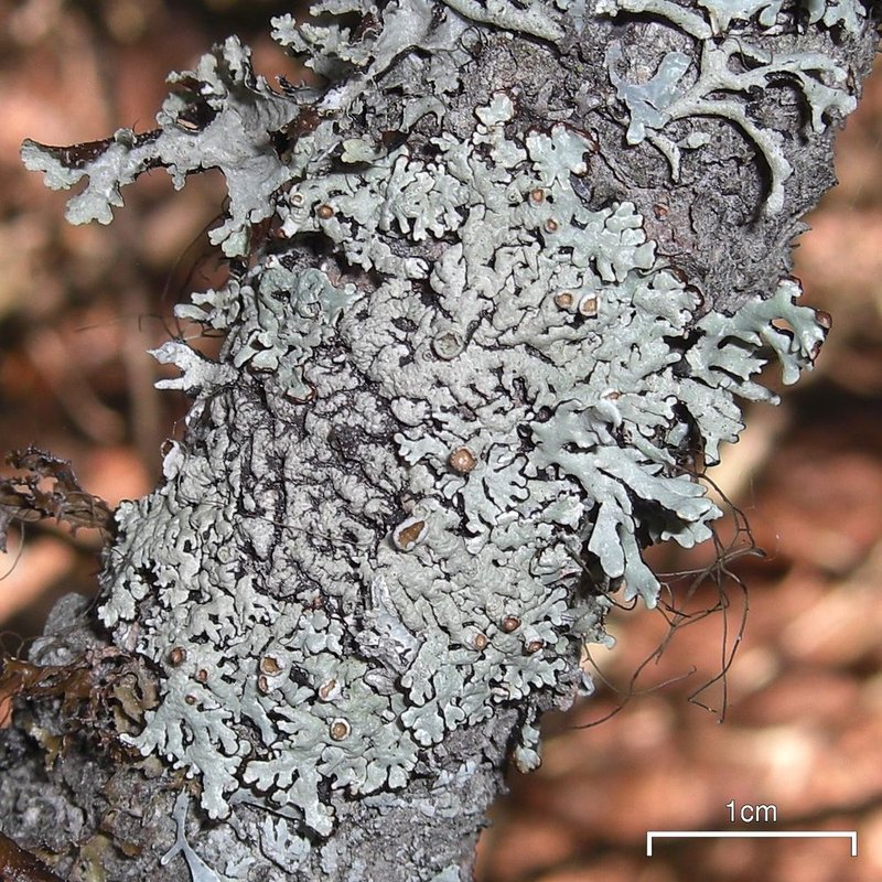 Tube Lichen