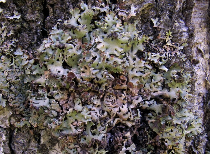 Tube Lichen