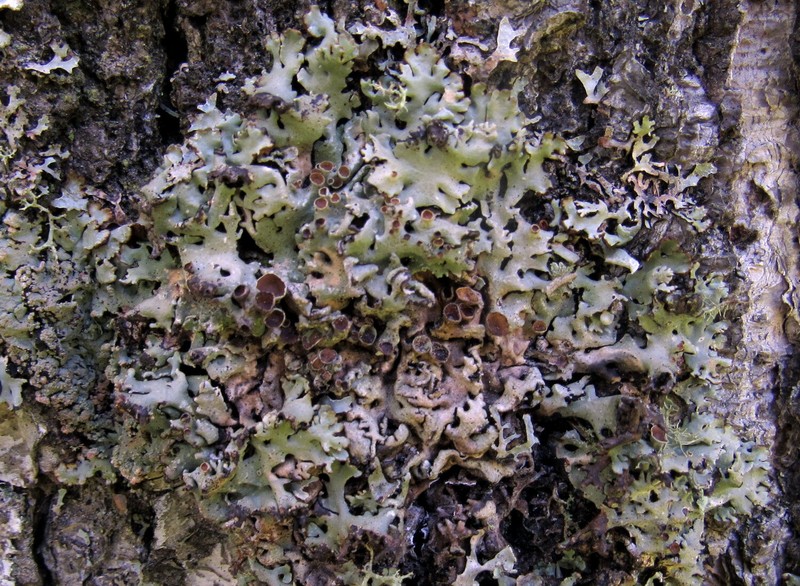 Tube Lichen photo 3