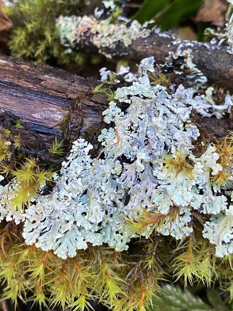 Tube Lichen photo 4