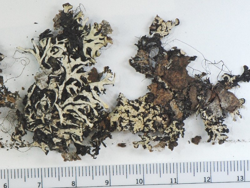 Tube Lichen photo 5