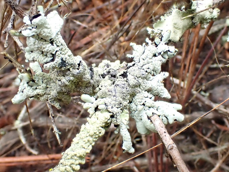 Tube Lichen