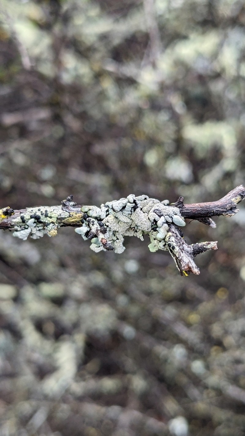 Tube Lichen photo 2