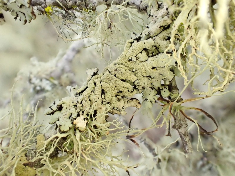 Tube Lichen photo 3