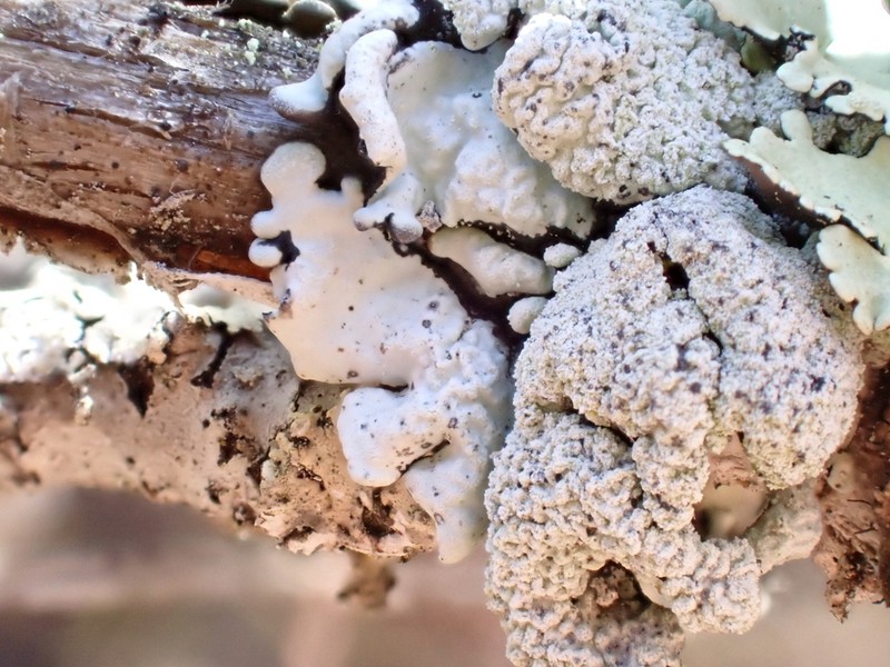 Tube Lichen photo 4