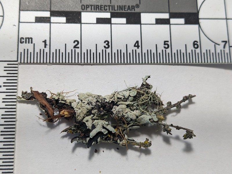 Tube Lichen photo 5