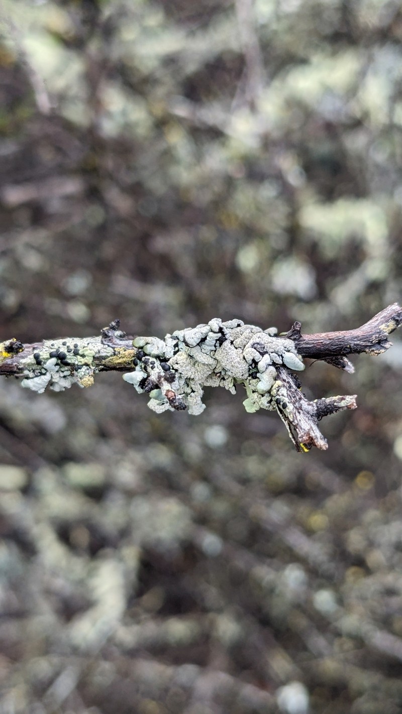 Tube Lichen photo 6