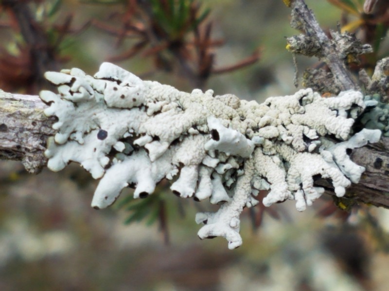 Tube Lichen photo 7