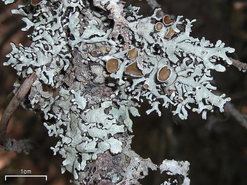 Western Tube Lichen