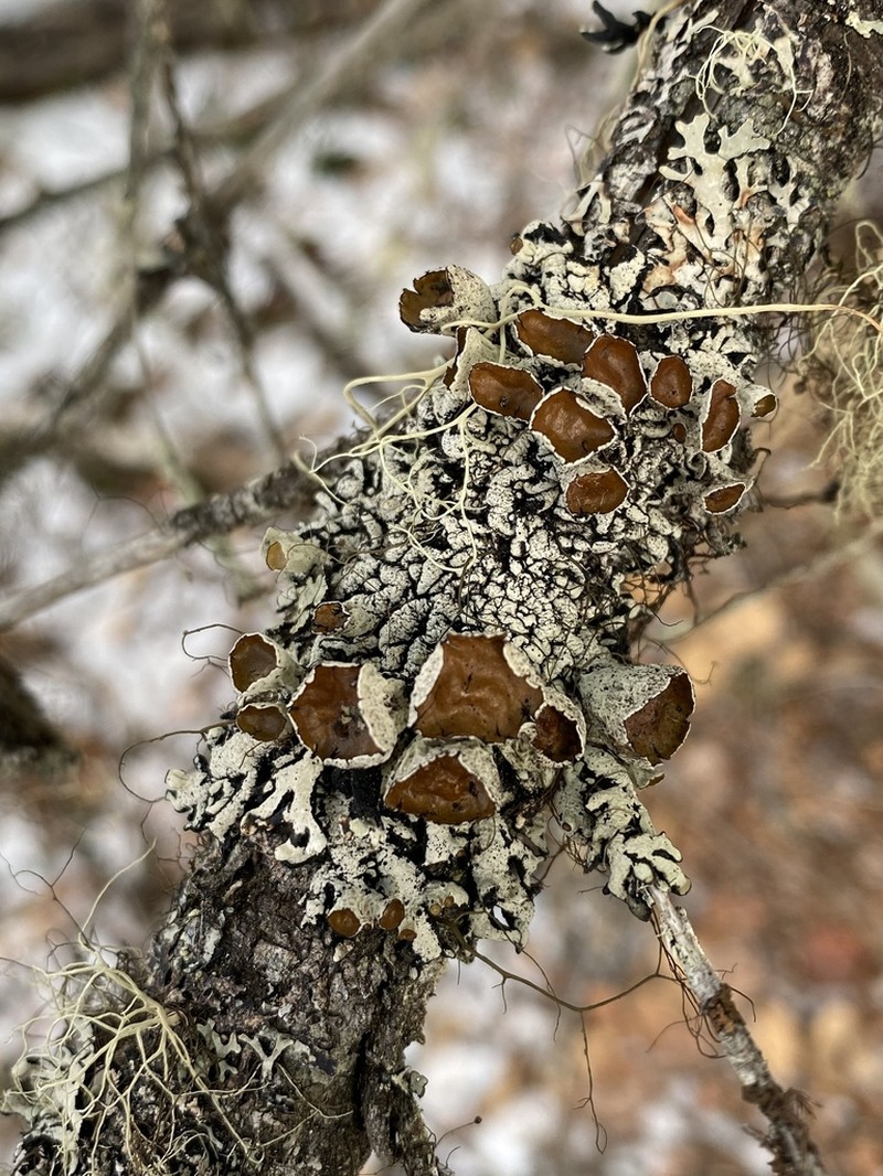 Western Tube Lichen