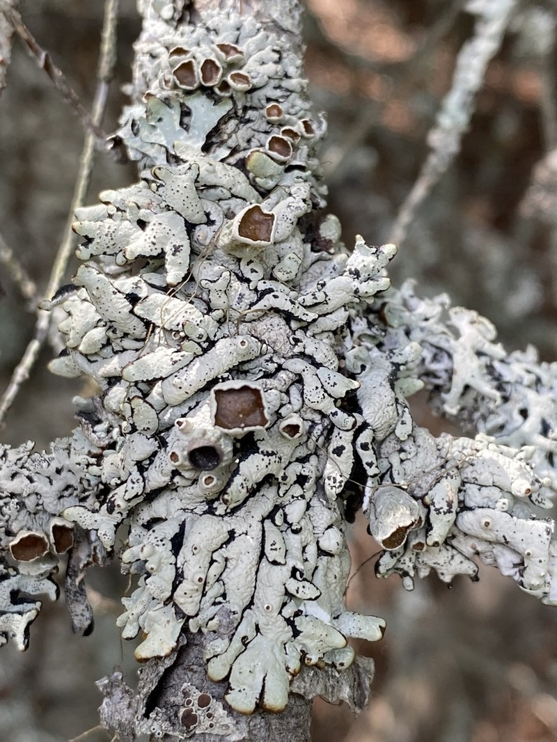 Western Tube Lichen photo 2