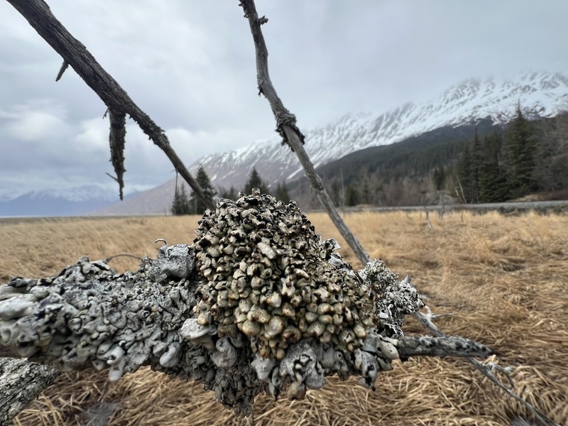 Western Tube Lichen photo 3