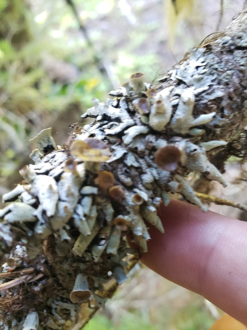 Western Tube Lichen photo 4