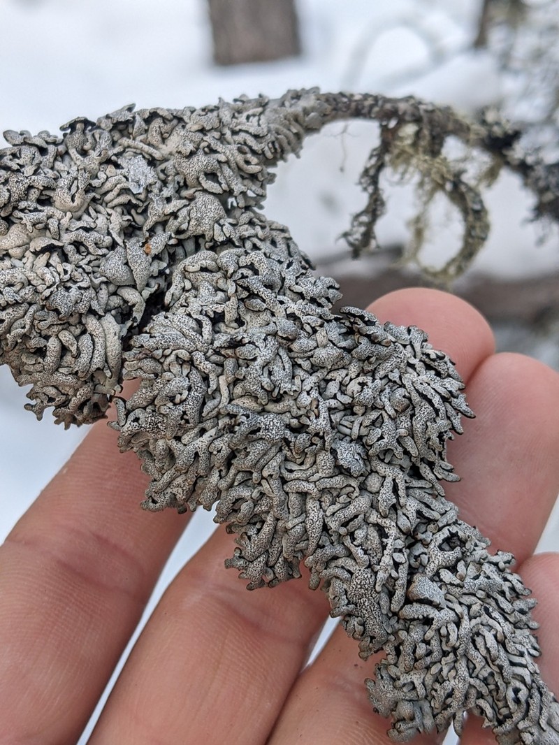 Western Tube Lichen photo 5