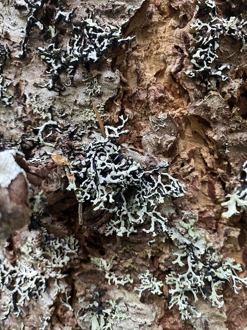 Western Tube Lichen photo 6