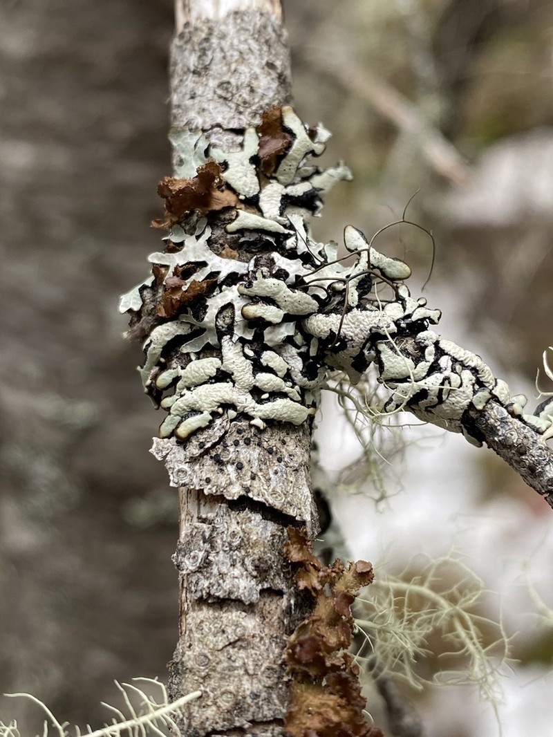 Western Tube Lichen photo 7