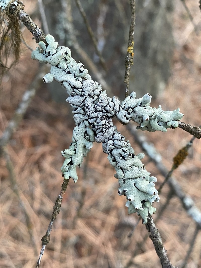 Western Tube Lichen photo 8