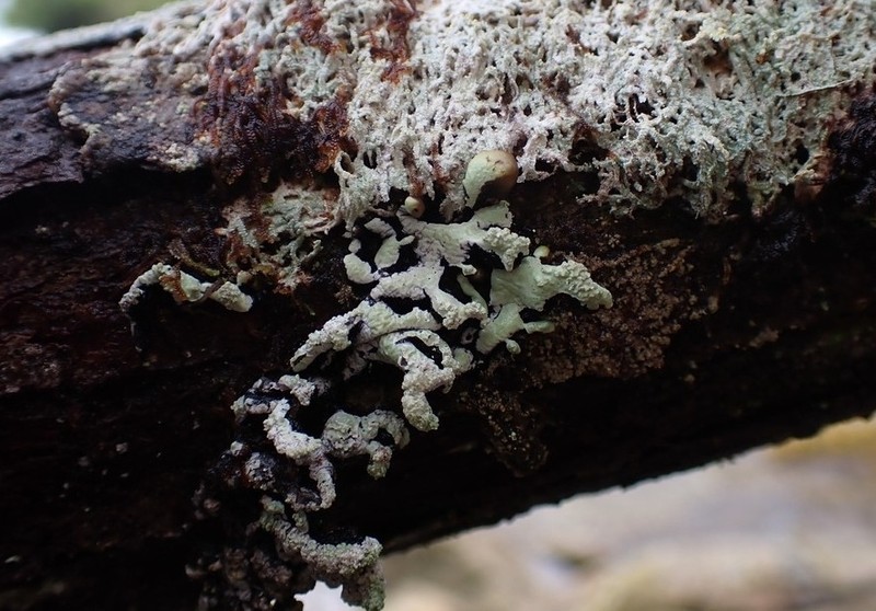 Seaside Tube Lichen