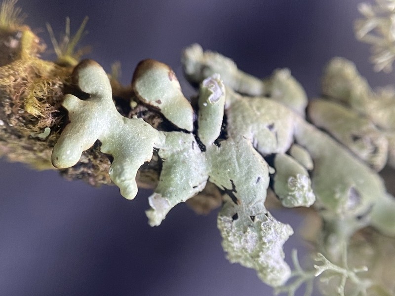 Seaside Tube Lichen photo 2